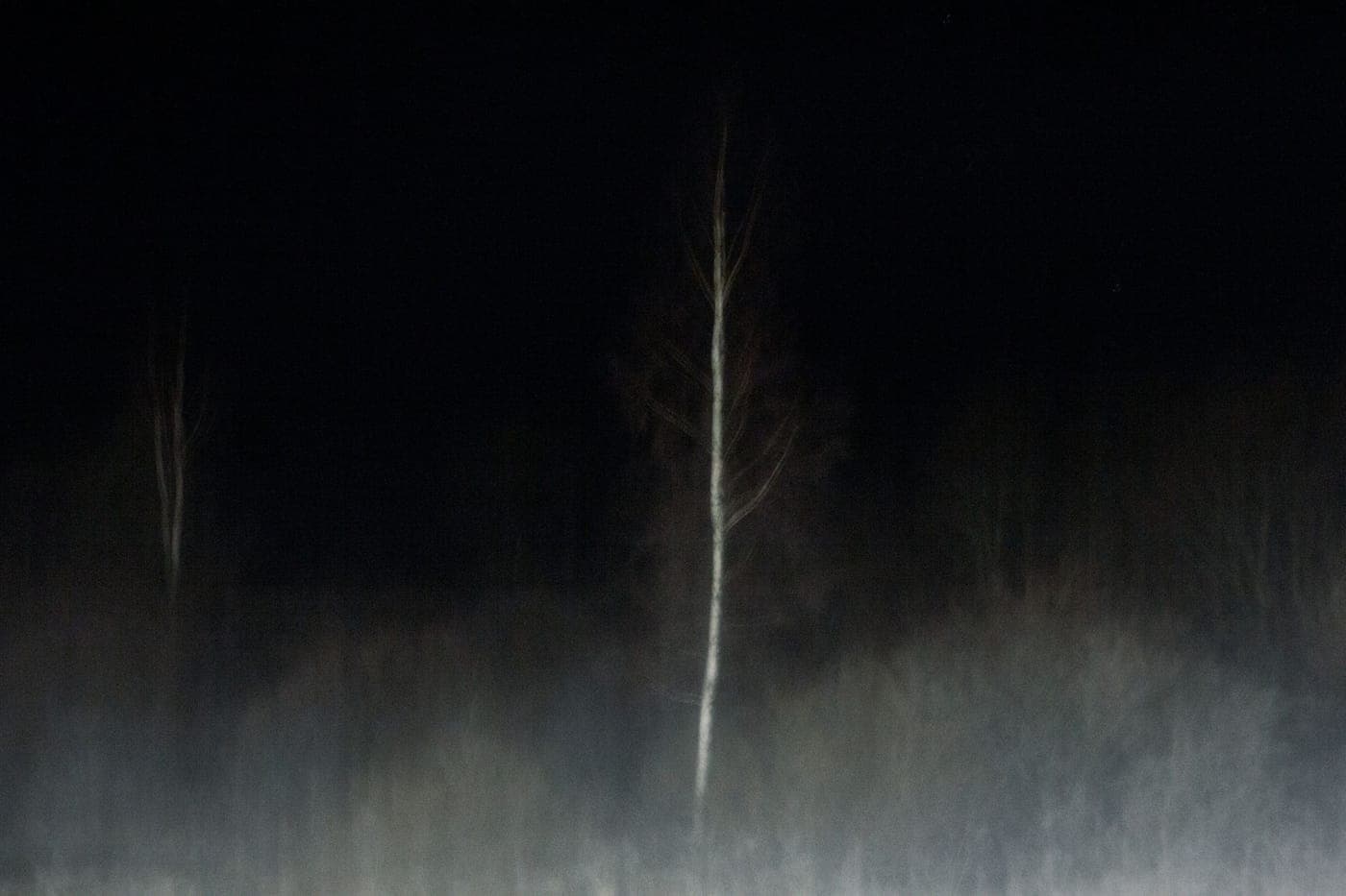 Fog drifting low between trees in a dark yard